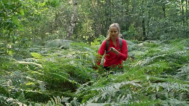 女人探索有蕨类的林间空地。使用指南针视频素材