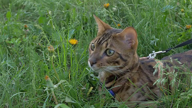 一只孟加拉猫走在绿色的草地上。视频素材