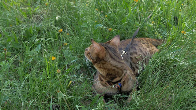 一只孟加拉猫走在绿色的草地上。视频素材