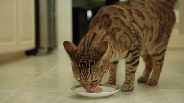 4K孟加拉猫跑向他的食物库存视频视频素材