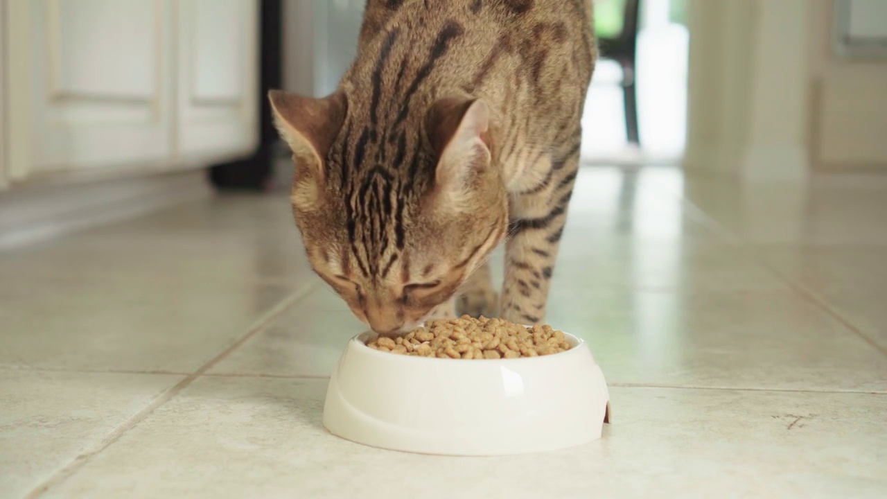 4K孟加拉猫吃干食物-库存视频视频素材