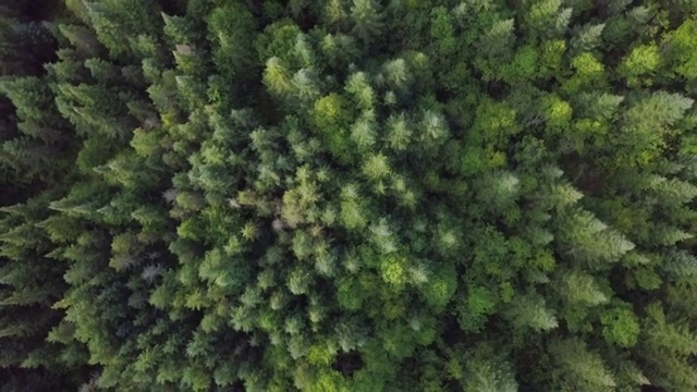 夏季北方自然森林鸟瞰图视频素材