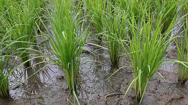 绿色稻田特写视频素材