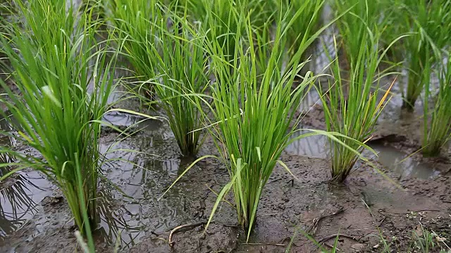 绿色稻田特写视频素材