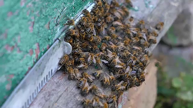 许多蜜蜂靠近蜂巢的入口视频素材