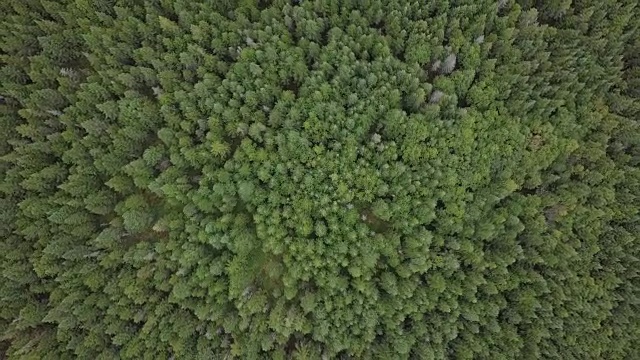 夏季北方自然森林鸟瞰图视频素材