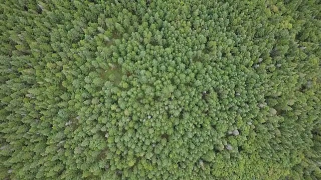 夏季北方自然森林鸟瞰图视频素材