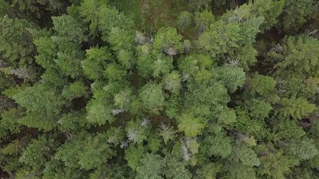 夏季北方自然森林鸟瞰图视频素材