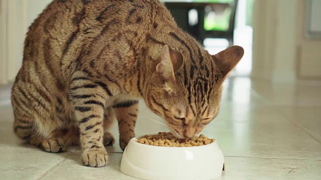 4K孟加拉猫吃干食物-库存视频视频素材