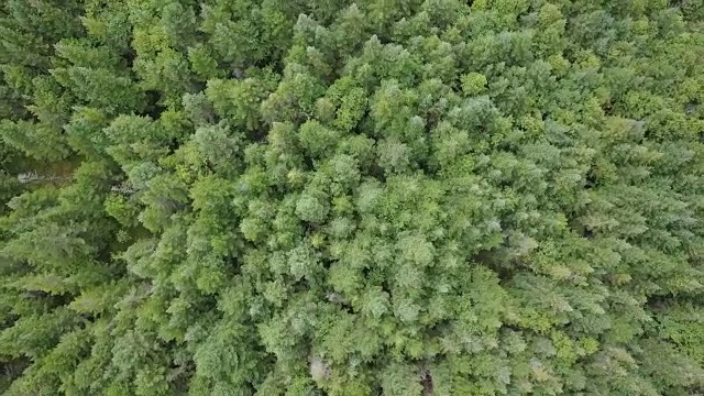 夏季北方自然森林鸟瞰图视频素材