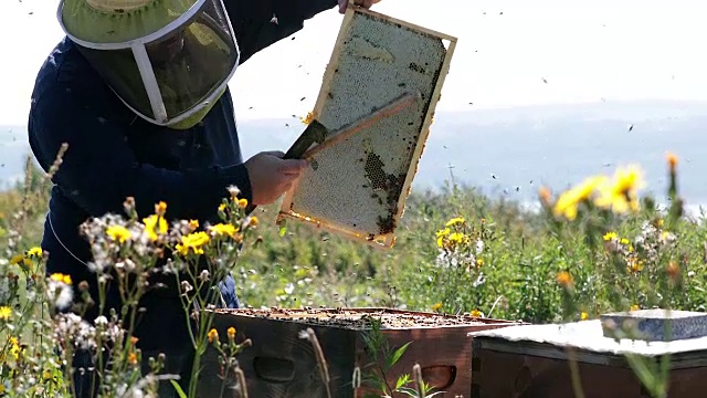 养蜂人工作和检查蜂巢视频素材