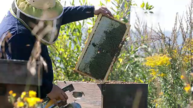 养蜂人工作和检查蜂巢视频素材