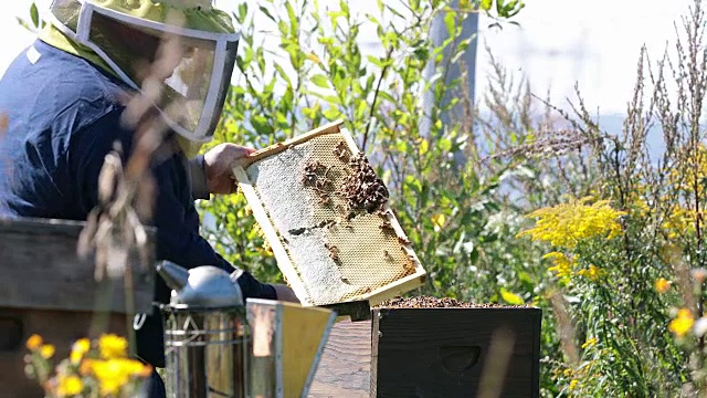 养蜂人工作和检查蜂巢视频素材