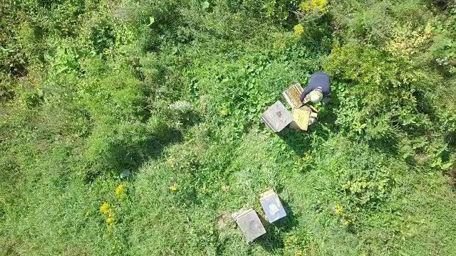 鸟瞰图的养蜂人在工作视频素材