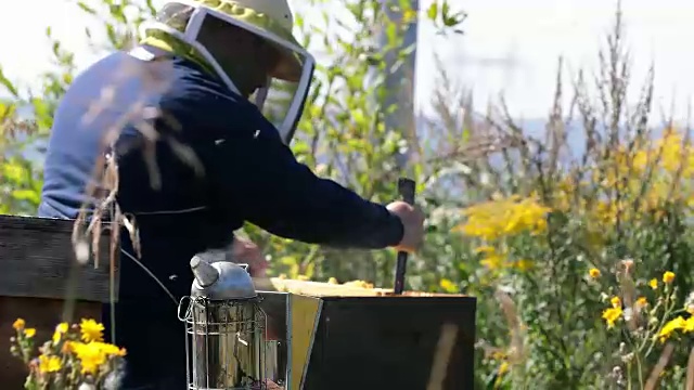 养蜂人工作和检查蜂巢视频素材