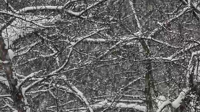 降雪视频素材