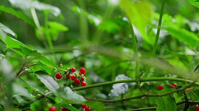 红色野生浆果树在绿色森林背景视频素材