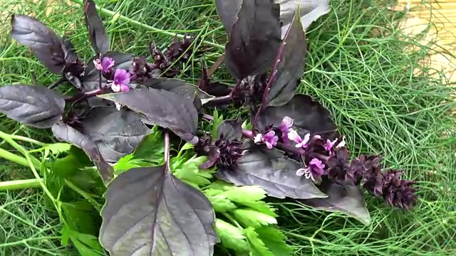 旋转新鲜的绿色香料香草背景。莳萝，欧芹和罗勒视频素材