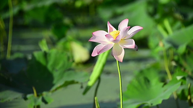 风中荷花和荷叶视频素材