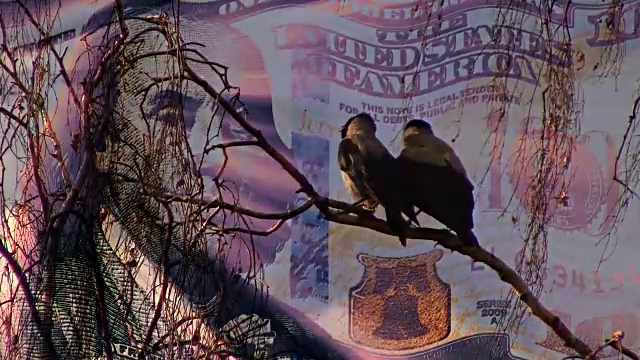 两只乌鸦在看日落上挥舞的100美元的旗帜新的独特品质的幽默动态镜头视频素材
