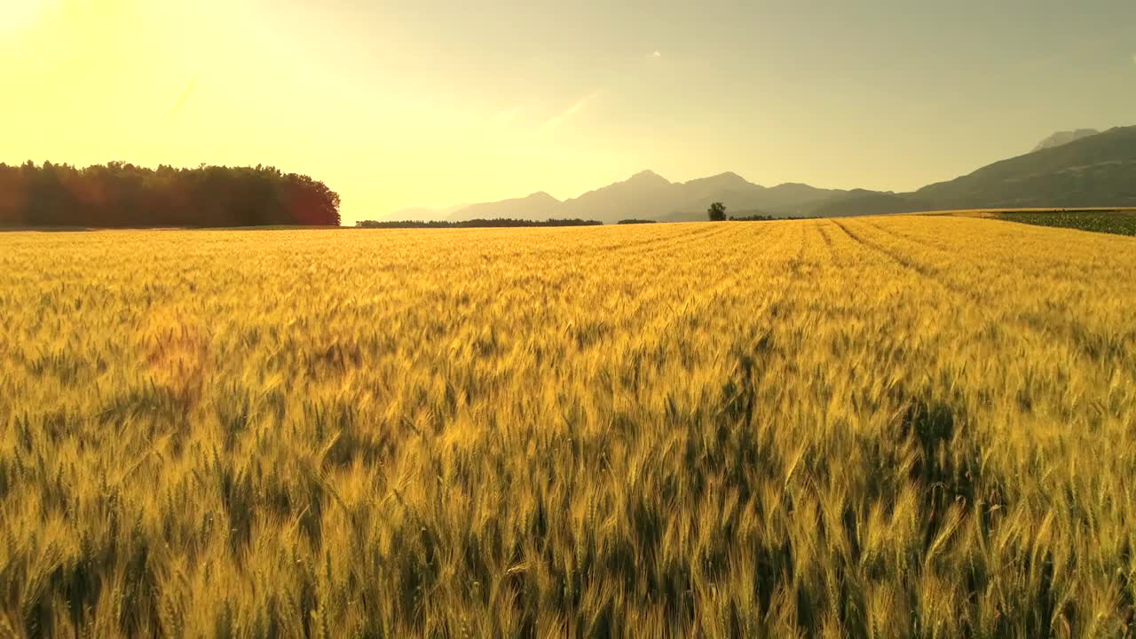 AERIAL:宁静阳光明媚的早晨，一望无际的夏日麦田视频下载