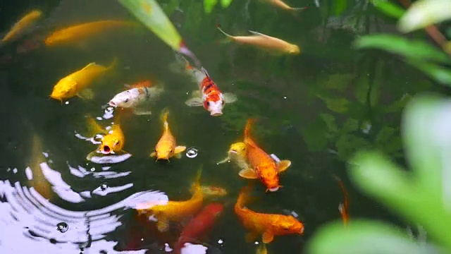 花式日本锦鲤在花园池塘里游泳视频素材