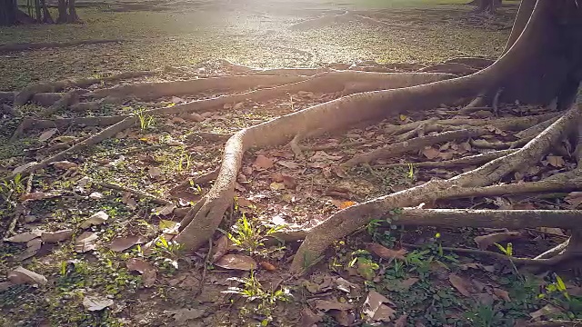 多莉拍摄高清:阳光在树根和大树的顶部视频素材