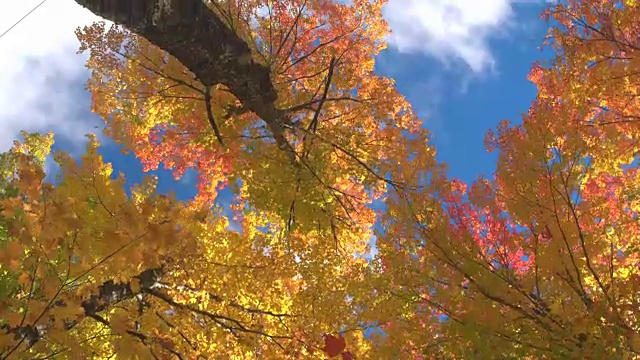 POV:走在秋风中飘动的五彩树叶下视频素材