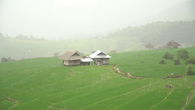 淘金:在稻田中间有两栋小屋视频素材