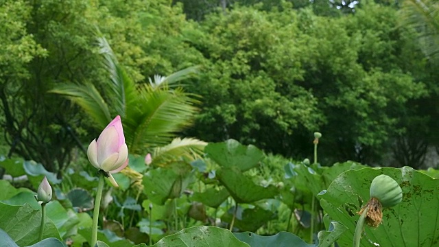 莲花视频素材