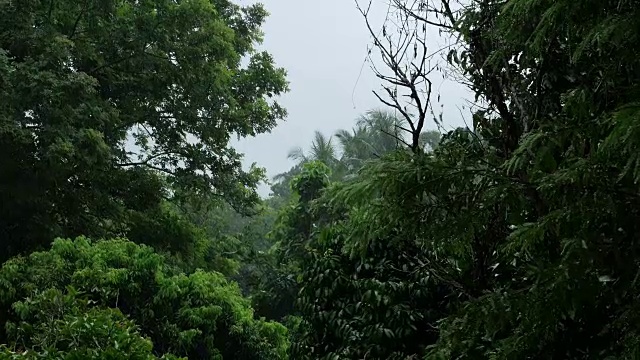 雨在热带森林，绿叶在雨中视频素材