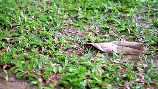 雨落在绿色草地上的枯叶上。视频素材