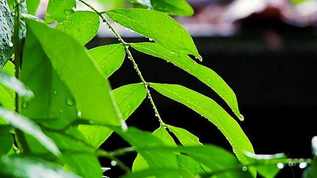 雨中的新鲜热带树叶视频素材