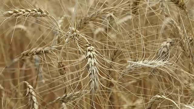 黄麦在风中摇摆视频素材