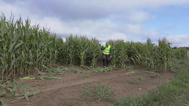 压力很大的农民在受损的玉米地里用智能手机打电话视频素材