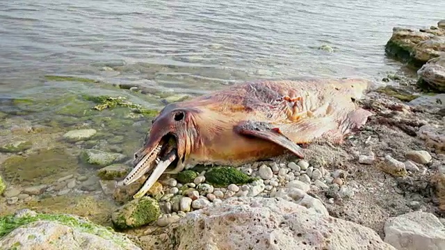 死去的海豚。视频素材