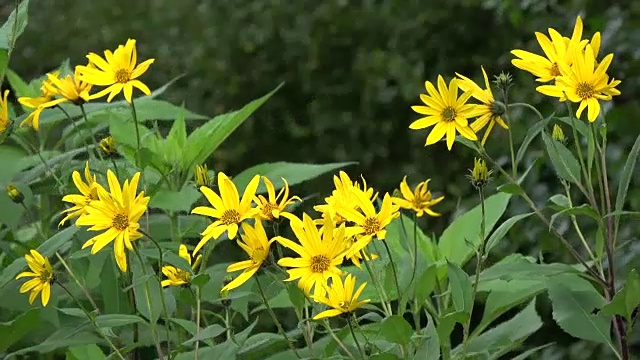 盛开的蔬菜菊芋花在风中背景视频素材