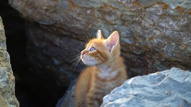 害羞的小黄猫视频素材