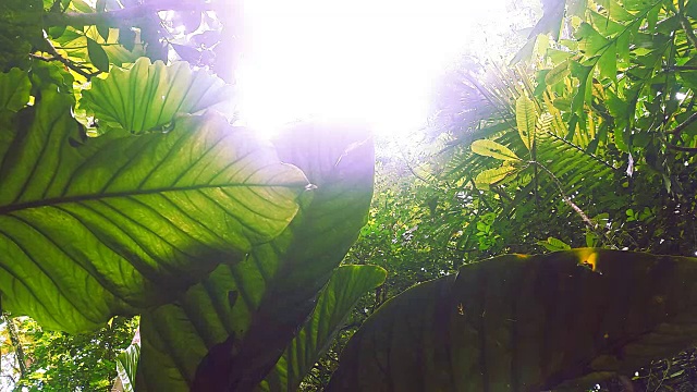 植物园的大自然视频素材