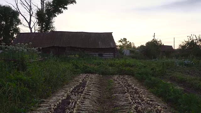 洋葱的背景是古老的村庄房子视频素材