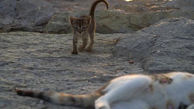 可爱的小猫在玩它妈妈的尾巴视频素材