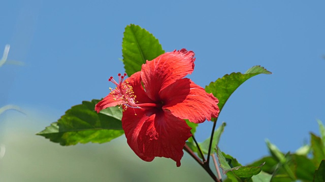 月季花随风摇曳视频素材