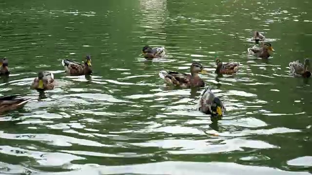 在森林湖上喂野鸭。视频下载