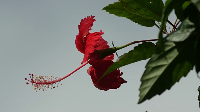 月季花随风摇曳视频素材