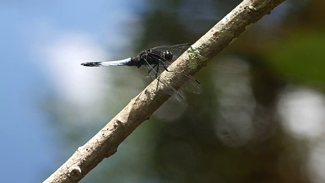 蜻蜓停在树枝上视频素材