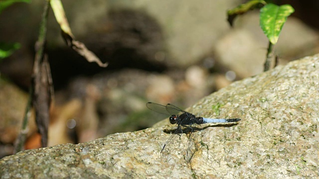 蜻蜓在岩石上休息视频素材