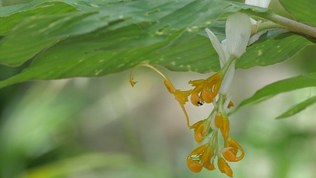 野生globba摇动与风视频素材