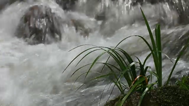 在瀑布附近种植视频素材