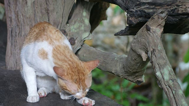 猫在清洁它的脚和腿视频素材