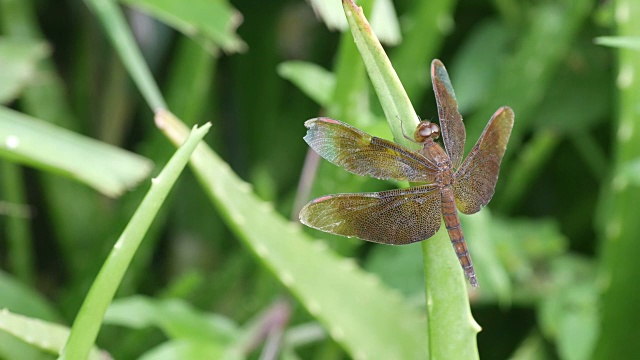 蜻蜓在芦荟芽上休息视频素材